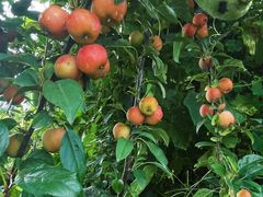 -樂桃源奉贤黄桃种植采摘基地