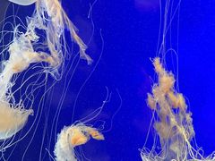 -上海海洋水族馆