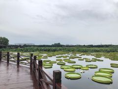 -荷塘月色湿地公园·向阳花洲
