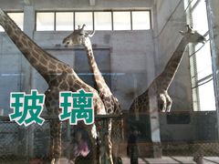 -石家庄市动物园