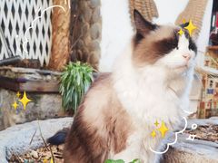 -喵屿·大理花园猫咖