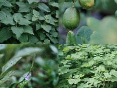 -广州神农草堂中医药博物馆