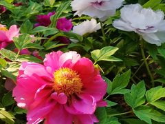 -莲花池公园