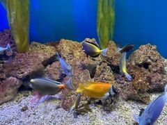 -芜湖新华联大白鲸海洋公园