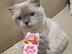 -藏猫猫咖啡主题馆(中央大道店)