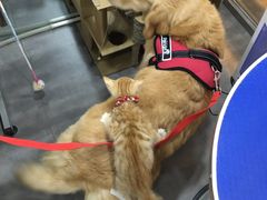 -PETKIT小佩宠物(古北店)