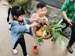 -樂桃源奉贤黄桃种植采摘基地