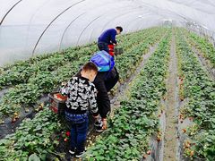 -小鱼草莓采摘园农家乐·小鱼餐厅