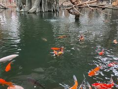 -南宫五洲植物乐园