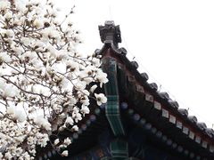 -颐和园