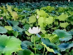 -莲花池公园
