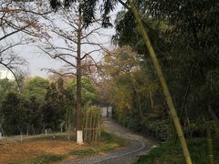 -镇江市南山风景名胜区竹林景区