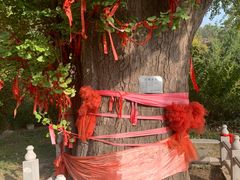 -遵化市禅林寺古银杏风景园