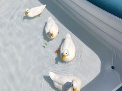 -祥源·阜阳生态乐园