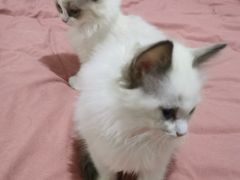 -美美宠物诊疗中心·异宠·骨科(滨江东信分院)