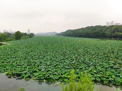 -月湖风景区