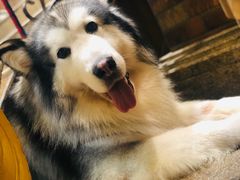 -more than meow吴止猫主题餐厅(承德 中船汇店)