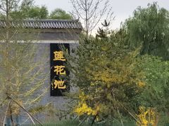 -莲花池公园