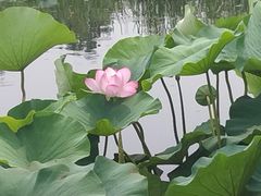 -前关湿地公园