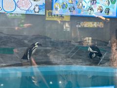 -鸡鸣汤包(红山动物园店)