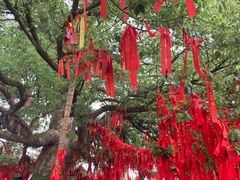 -江西龙虎山景区