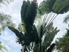 -中国科学院西双版纳热带植物园