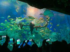 -芜湖新华联大白鲸海洋公园