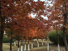 -观桥阁(锦溪店)