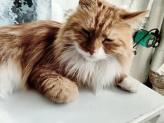 -平行世界·猫咖(首经贸店)