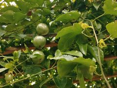 -中国天府农业博览园