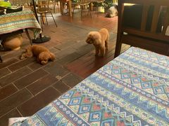 -半坡九号老挝冰咖啡