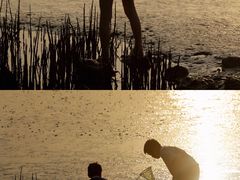 -宝安西湾红树林湿地公园