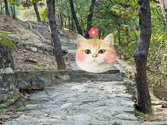 -北京鹫峰国家森林公园