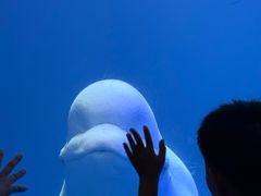 -大连圣亚海洋世界