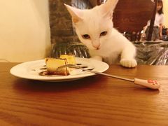 -猫色咖啡·猫咖