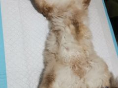 -灵美宠物诊所