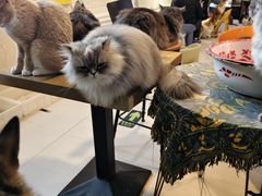 -平行世界·猫咖(首经贸店)
