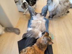 -有喵·猫咖·狗咖·30几只猫10只小狗(岗厦店)