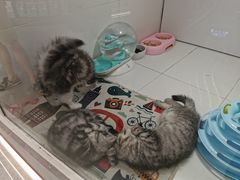 -1013 PET SHOP精品宠物商店(丁香店)