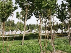 -东疆建设开发纪念公园