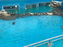 -秦皇岛乐岛海洋王国