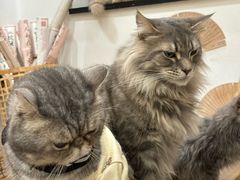 -楼上猫咖(罗湖店)