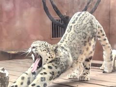 -青藏高原野生动物园