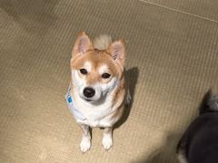 -逗柴咖啡屋·狗咖猫咖宠物桌游