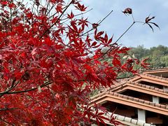 -中国茶叶博物馆(双峰馆区)
