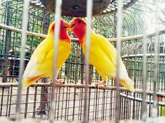 -黄海国家森林公园