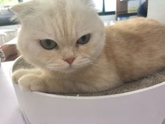 -喵的天空名猫咖啡馆·撸猫·猫舍·用品