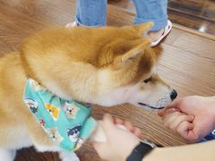 -豆柴町-柴犬主题狗咖(红鼎国际C座店)