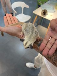-Moni星球萌宠·小马宝莉·灵蛇·高端高阶全萌宠互动体验俱乐部(红豆国际广场店)