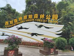 -西双版纳原始森林公园